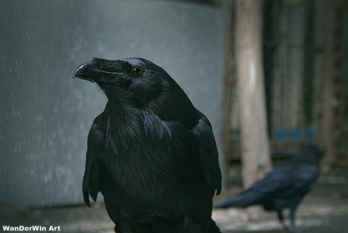 Ворона жила в ларьке. Ворон живет 300 лет. Сколько живёт ворон 300 лет. Сколько стоит ворон живой.