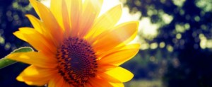 www.meteoprog.ua