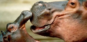 zoopark