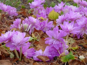 prekrasa-studio.blogspot.com