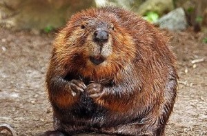 kiev-ukr.segodnya.ua