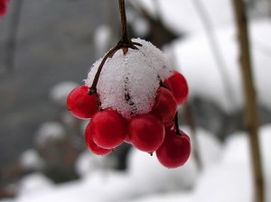 vidomosti-ua.com