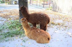 kiev-ukr.segodnya.ua