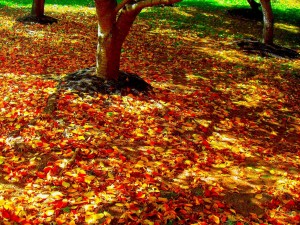 encrypted-tbn2.gstatic.com