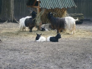 fbcdn-sphotos-b-a.akamaihd.net