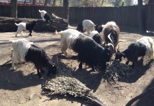 img.kiev.pravda.com.ua