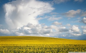 wallpaperswide.com