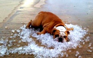 dzerkalo-zakarpattya.com