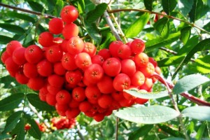 likarski-roslini.net.ua