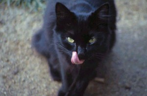 kiev-ukr.segodnya.ua