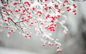 mid_55918_3631