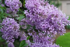 Lilac-in-bloom-11669